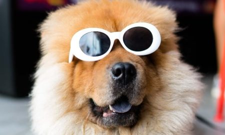Cão com óculos de sol