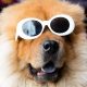 Cão com óculos de sol
