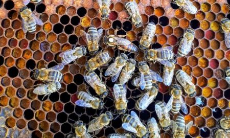 Abelhas a produzirem mel