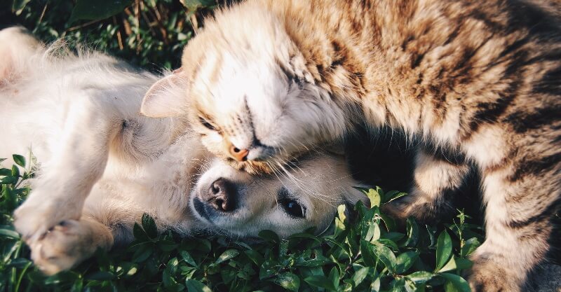 Cão e gato amigos deitados na relva